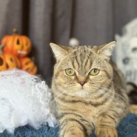 Bergamote british shorthair