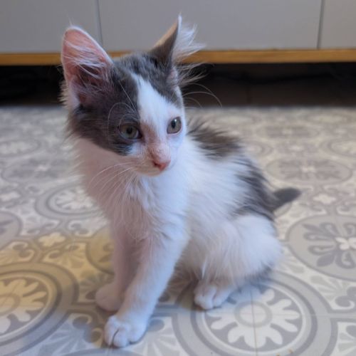 Sirius, adorable chaton à l'adoption #0