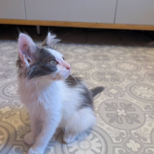 Sirius, adorable chaton à l'adoption #2