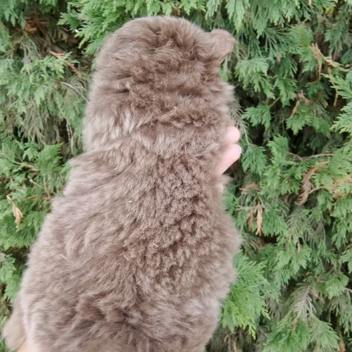 Magnifique spitz naine pomeranienne couleur rare #1
