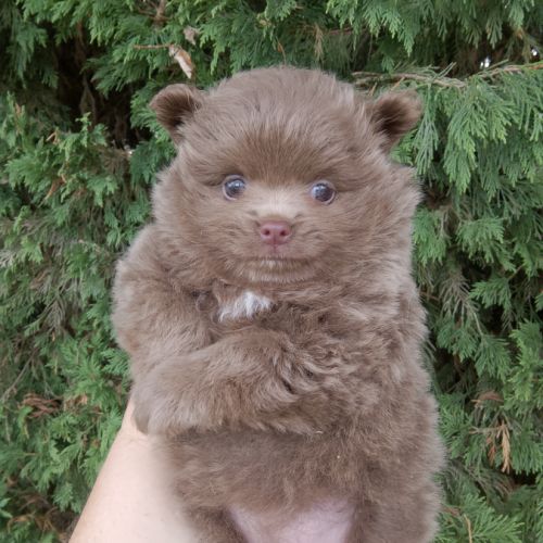 Magnifique spitz naine pomeranienne couleur rare #3