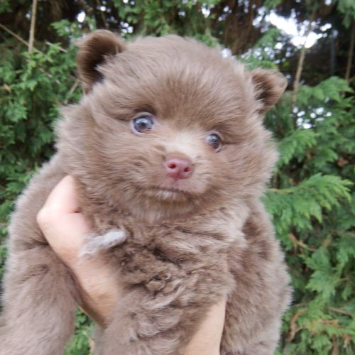 Magnifique spitz naine pomeranienne couleur rare