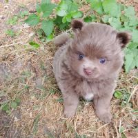 Magnifique spitz naine pomeranienne couleur rare #6