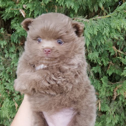 Magnifique spitz naine pomeranienne couleur rare