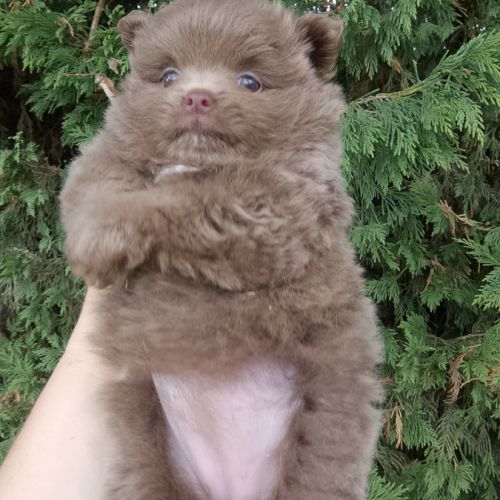 Magnifique spitz naine pomeranienne couleur rare #5