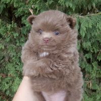 Magnifique spitz naine pomeranienne couleur rare #3