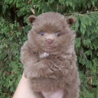 Magnifique spitz naine pomeranienne couleur rare #4