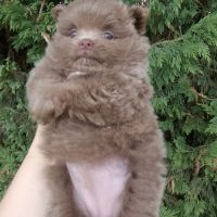 Magnifique spitz naine pomeranienne couleur rare #5