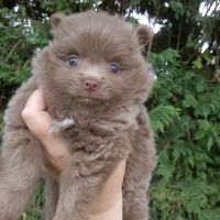 Magnifique spitz naine pomeranienne couleur rare #6
