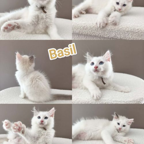 Chaton ragdoll lof