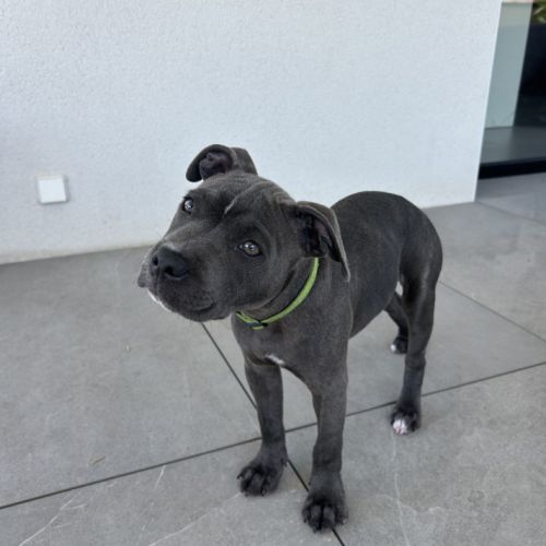 Chiot staffordshire bull terrier (staffie) mâle lo