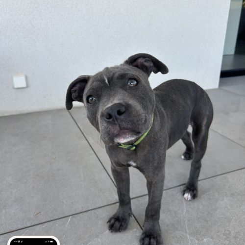 Chiot staffordshire bull terrier (staffie) mâle lo #2