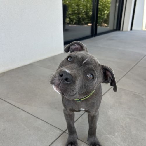 Chiot staffordshire bull terrier (staffie) mâle lo #3