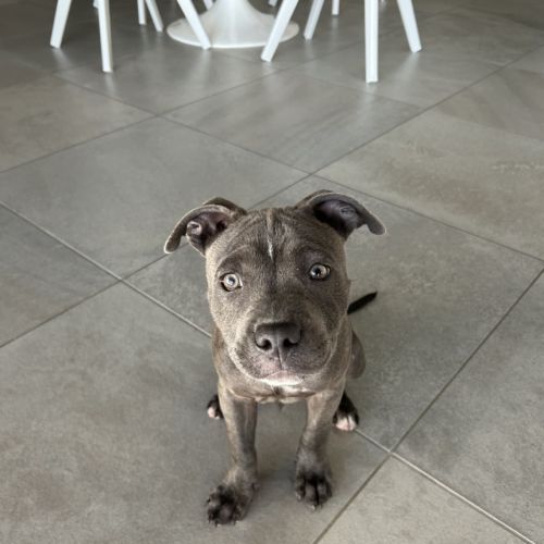 Chiot staffordshire bull terrier (staffie) mâle lo #4