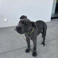 Chiot staffordshire bull terrier (staffie) mâle lo #0