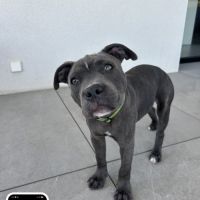 Chiot staffordshire bull terrier (staffie) mâle lo #2