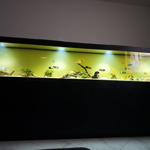 Aquarium complet avec poisson #3