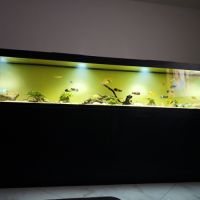 Aquarium complet avec poisson #3