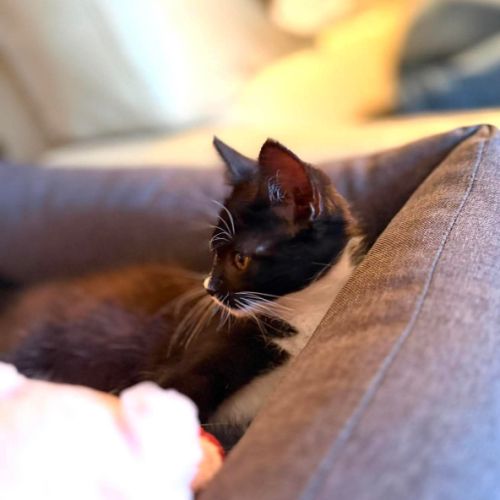 Betty - adorable chatonne #2