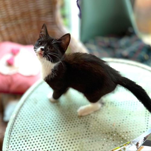 Betty - adorable chatonne #3