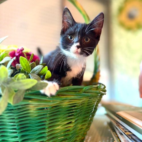 Betty - adorable chatonne