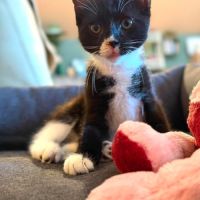 Betty - adorable chatonne #1