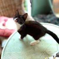 Betty - adorable chatonne #3