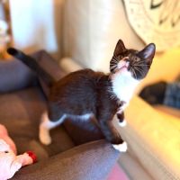 Betty - adorable chatonne #4