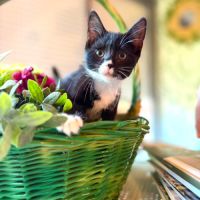 Betty - adorable chatonne #0