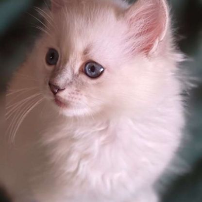 Adorables chatons ragdoll #2