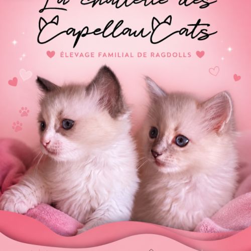 Adorables chatons ragdoll