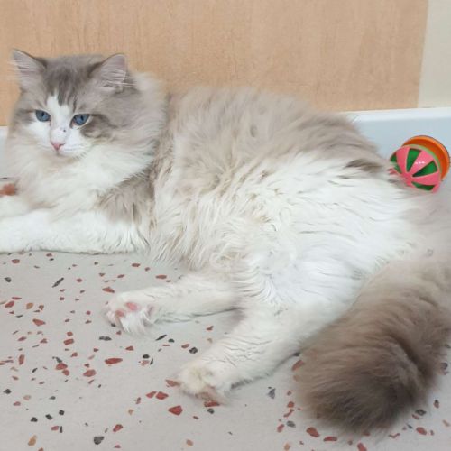 Adorables chatons ragdoll #4