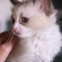 Adorables chatons ragdoll #1