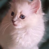 Adorables chatons ragdoll #2