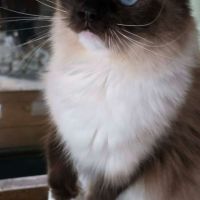 Adorables chatons ragdoll #5