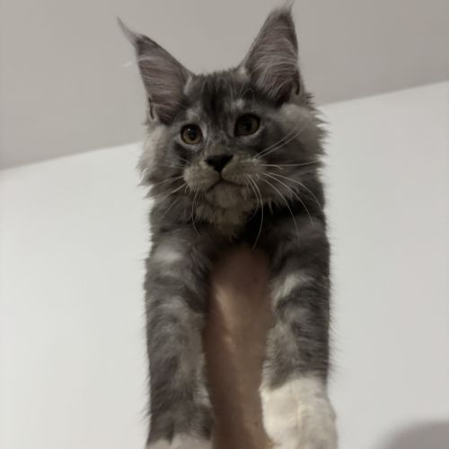 Baloo maine coon loof #1