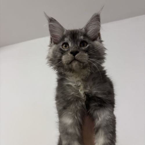 Baloo maine coon loof #2