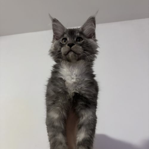 Baloo maine coon loof #3