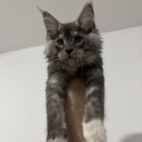 Baloo maine coon loof #1