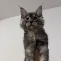Baloo maine coon loof #2