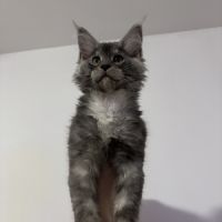 Baloo maine coon loof #3