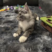Baloo maine coon loof #4
