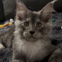 Baloo maine coon loof #0