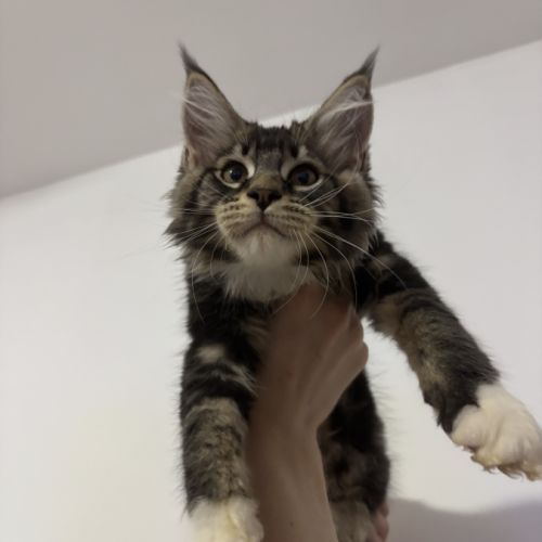 Berlin maine coon loof