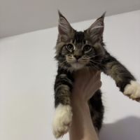 Berlin maine coon loof #1