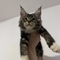 Berlin maine coon loof