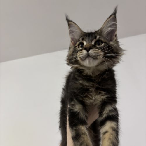 Boston maine coon loof #1