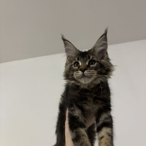 Boston maine coon loof
