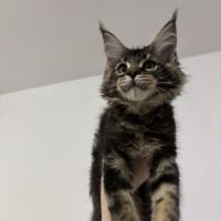 Boston maine coon loof #1