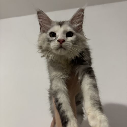 Bella maine coon loof